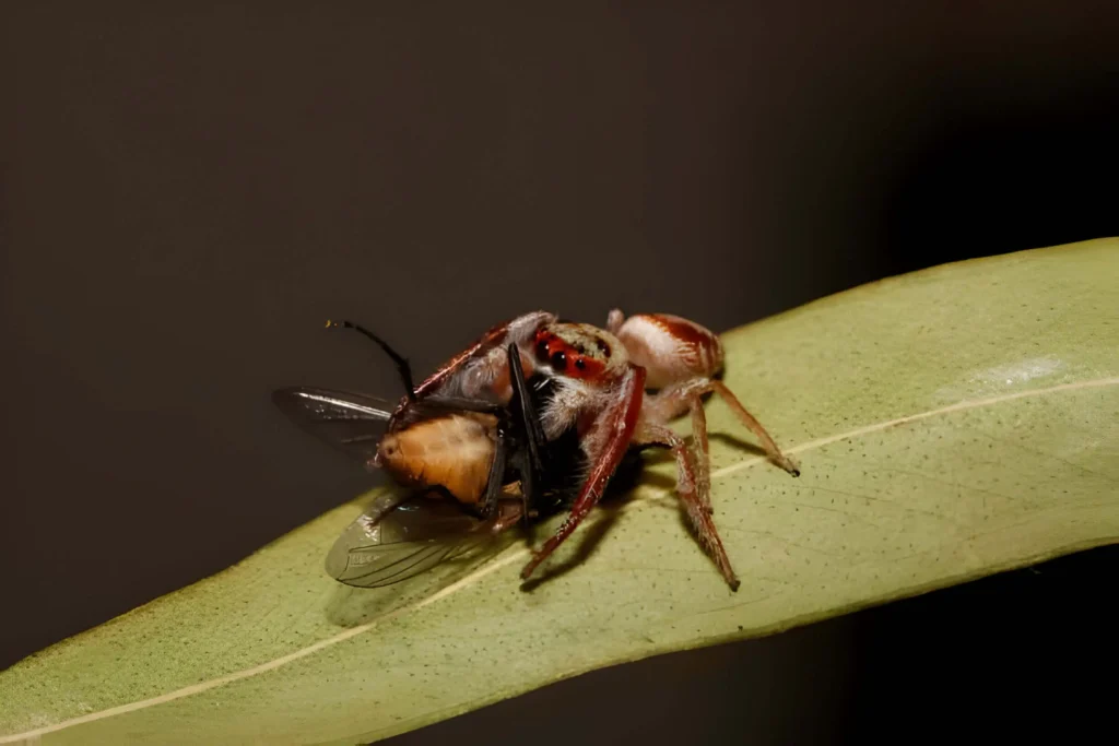 Jumping Spider Feeding on Prey of a Fly