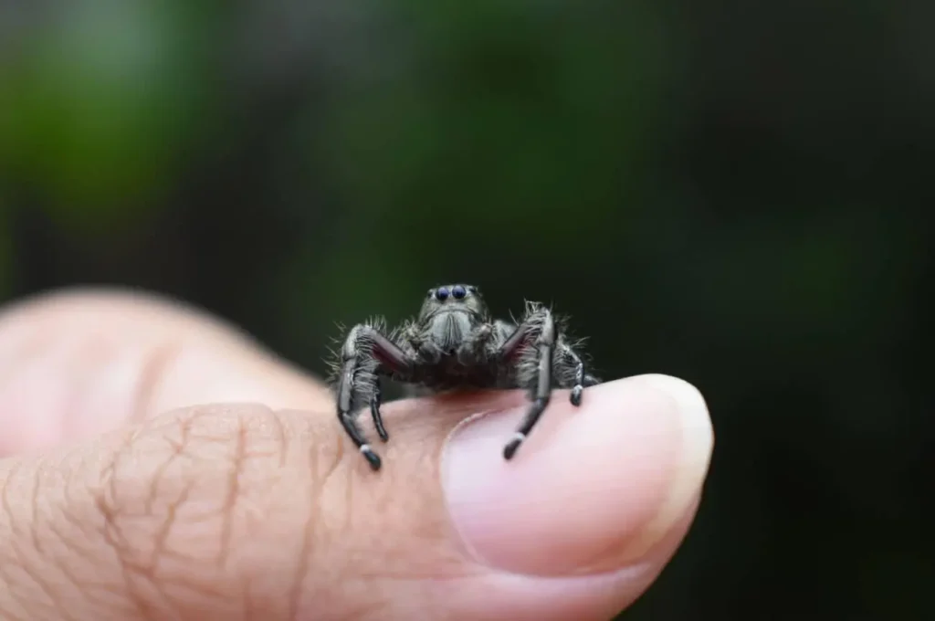 Keeping Jumping Spiders as Pets