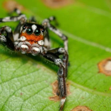 What Do Jumping Spiders Eat